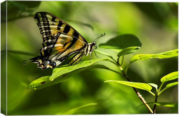 Butterfly Resting Canvas Print by Belinda Greb