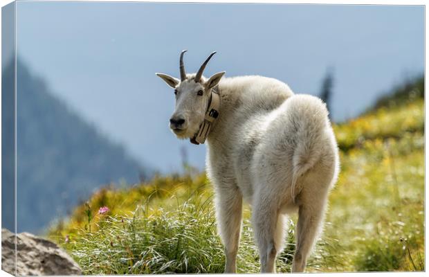The Ups and Downs of Being a Mountain Goat, No. 1 Canvas Print by Belinda Greb