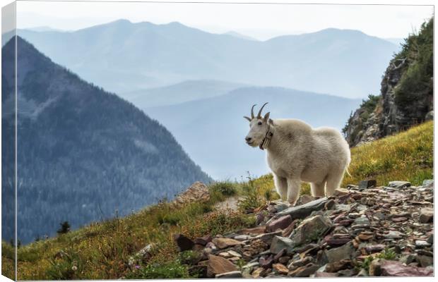 The Ups and Downs of Being a Mountain Goat, No. 2A Canvas Print by Belinda Greb