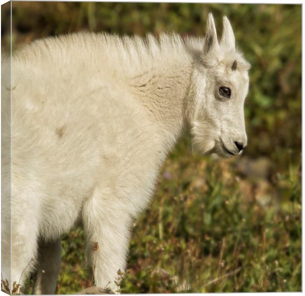 Innocence and Beauty in a Young Mountain Goat Canvas Print by Belinda Greb