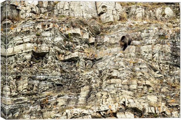 Grizzly Coming Over and Down the Ridge Canvas Print by Belinda Greb