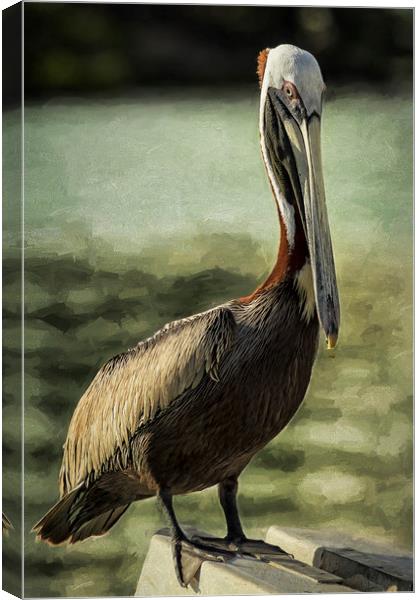 Portrait of a Pelican Canvas Print by Belinda Greb