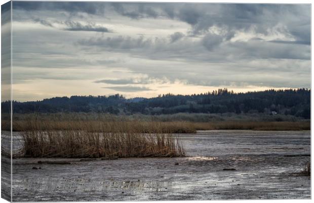 Falling Light on the Marsh Canvas Print by Belinda Greb