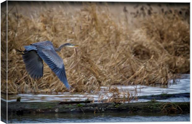 Flight of the Heron No. 2 Canvas Print by Belinda Greb