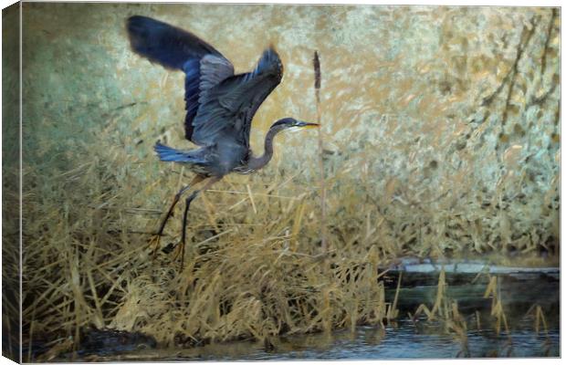 Blue Wings Canvas Print by Belinda Greb