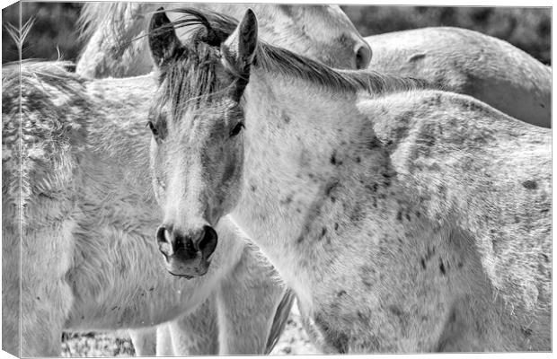 Bella bw Canvas Print by Belinda Greb