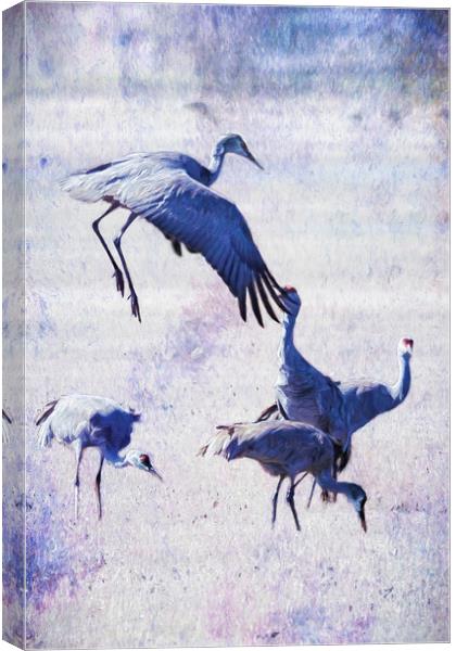 Hopping Crane Canvas Print by Belinda Greb