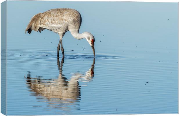 Sandhill Crane and Reflection Canvas Print by Belinda Greb