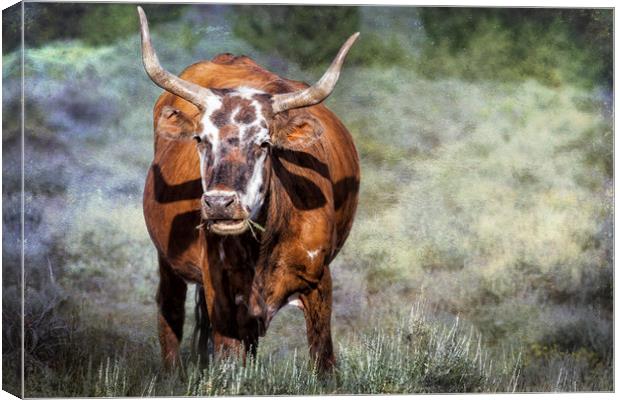 Pretty Female Cow with Horns Canvas Print by Belinda Greb