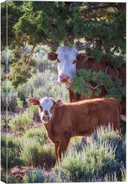 Cow and Calf Canvas Print by Belinda Greb