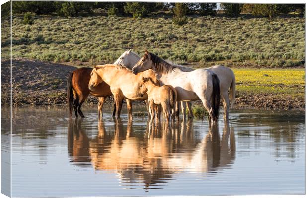 Reflection of a Mustang Family Canvas Print by Belinda Greb