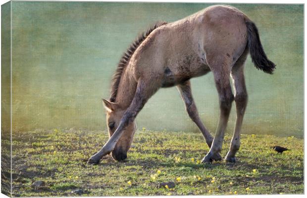 Bella's Filly and a Friend Canvas Print by Belinda Greb