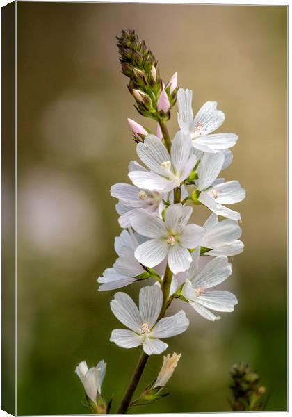 Wild Hyacinth in White and Pink Canvas Print by Belinda Greb