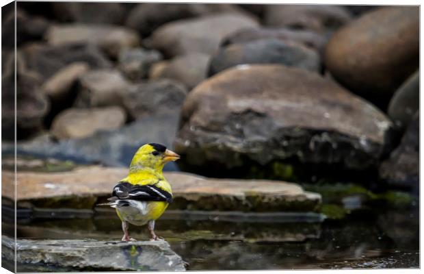 Male American Goldfinch Canvas Print by Belinda Greb