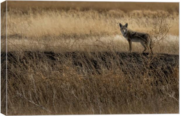 Coyote at Malheur No. 2 cropped Canvas Print by Belinda Greb