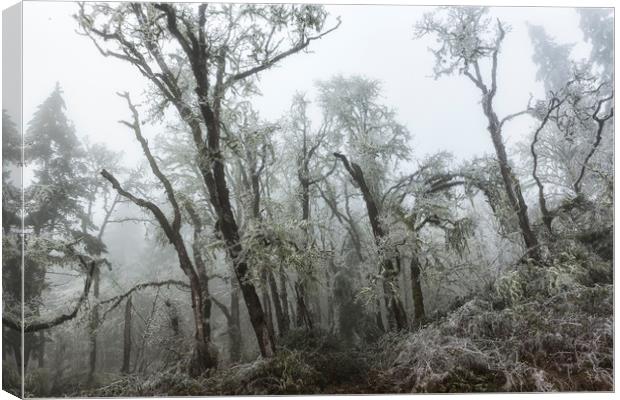 Fog and Ice Canvas Print by Belinda Greb