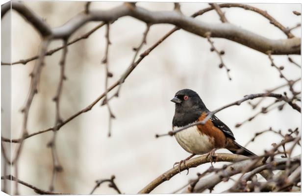 Spotted Towhee Canvas Print by Belinda Greb