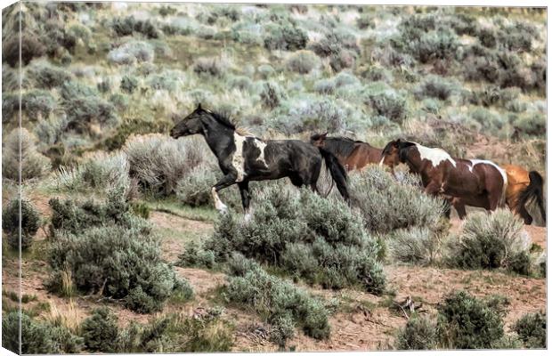 A Day in the Lives of South Steens Wild Horses, No Canvas Print by Belinda Greb