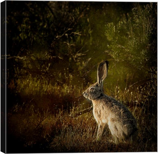 Hare Canvas Print by Belinda Greb