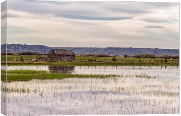 Old Shed on Marsh Canvas Print by Belinda Greb