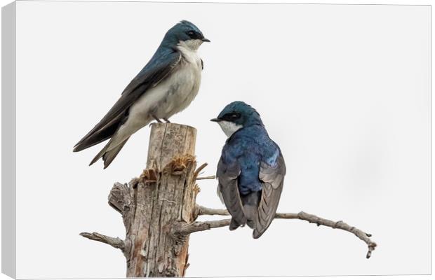 Tree Swallow times Two Canvas Print by Belinda Greb