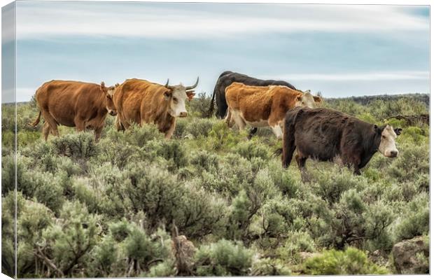 Five Cows Coming Down a Hill Canvas Print by Belinda Greb