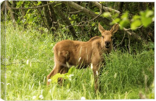 Moosedelicious, No. 1 Canvas Print by Belinda Greb