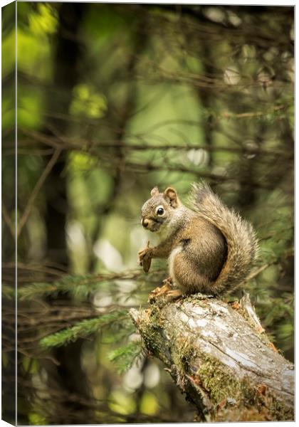 Who You Calling Squirrelly? Canvas Print by Belinda Greb