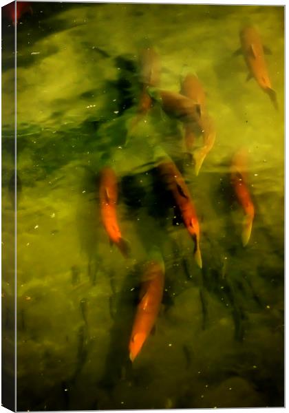 Sockeye Salmon at Potter Marsh Canvas Print by Belinda Greb