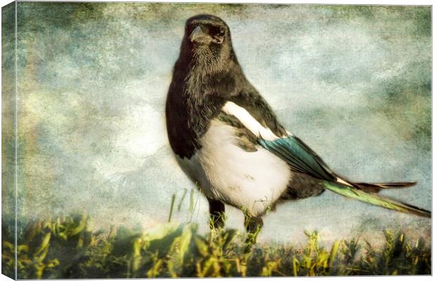 Message from the Magpie Canvas Print by Belinda Greb
