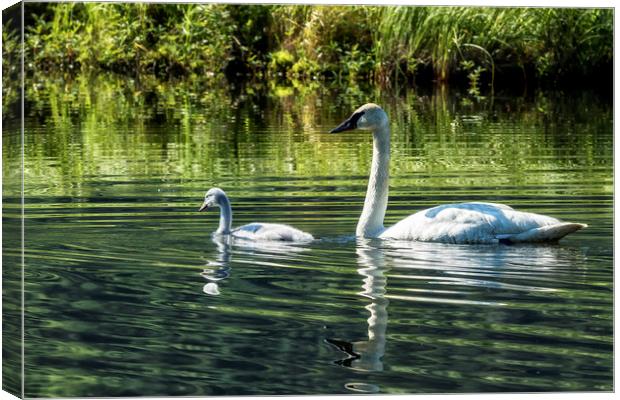 Cygnet with Father Canvas Print by Belinda Greb