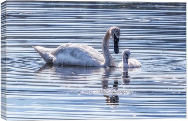 Cygnet with Mother Canvas Print by Belinda Greb