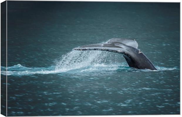 Whale Tail Canvas Print by Belinda Greb