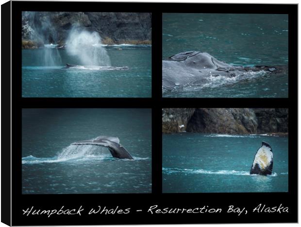 Humpback Whales Collage Canvas Print by Belinda Greb