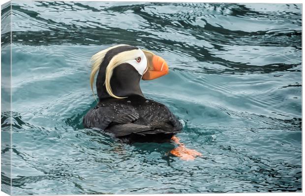 Tufted Puffin Canvas Print by Belinda Greb