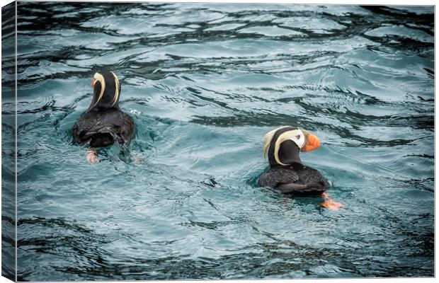 Tufted Puffin Pair Canvas Print by Belinda Greb