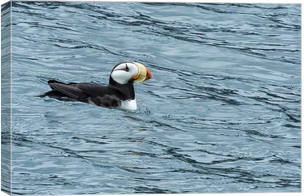 Horned Puffin, No. 1 Canvas Print by Belinda Greb