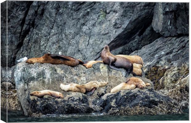 Group of Female Sea Lions and Young Canvas Print by Belinda Greb