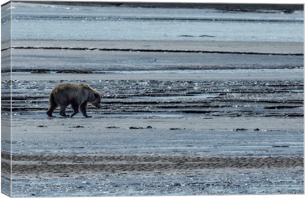 Brown Bear Looking For Clams Canvas Print by Belinda Greb