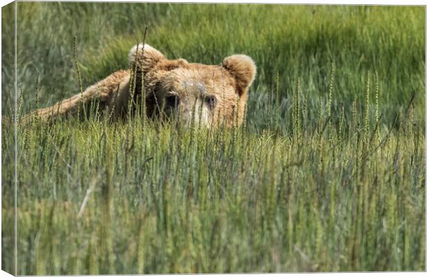 Being Watched by a Big Brown Bear Canvas Print by Belinda Greb