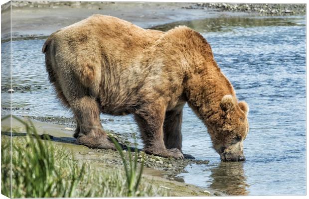Thirsty Big Brown Male Bear Canvas Print by Belinda Greb
