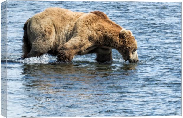 Brown Bear Going for a Dip Canvas Print by Belinda Greb