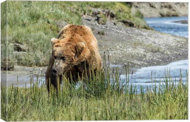 Brown Bear After His Dip Canvas Print by Belinda Greb