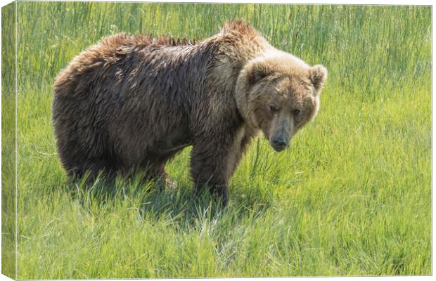 Don't Mess with Mama Bear Canvas Print by Belinda Greb