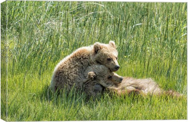 I Got Your Back - Bear Cubs, No. 4 Canvas Print by Belinda Greb