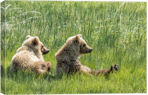 Unbearably Cute - Bear Cubs, No. 5 Canvas Print by Belinda Greb