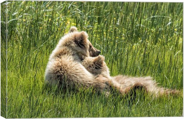 Best Friends Fur Ever - Bear Cubs, No. 8 Canvas Print by Belinda Greb