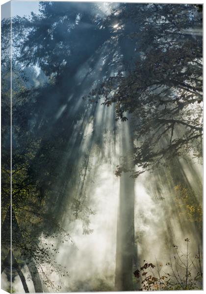 Smoke and Sun Filtered Through a Fir Tree Canvas Print by Belinda Greb