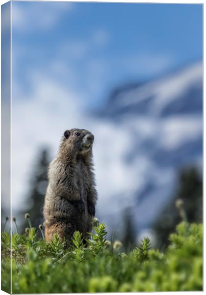 Marmot Checking Out His Neighborhood at Mount Rain Canvas Print by Belinda Greb