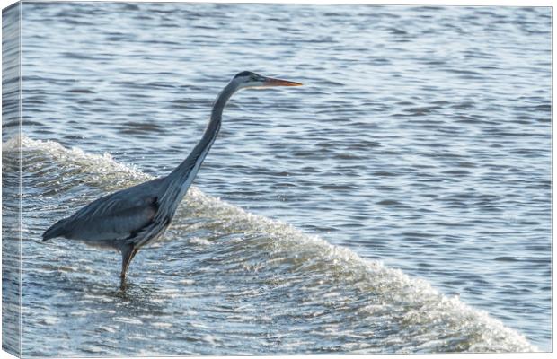 Great Blue Heron and Wave Canvas Print by Belinda Greb